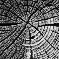 Zelený úřad: Jak bezpapírová agenda šetří peníze i přírodu